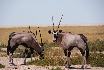 19  oryx antilope.jpg